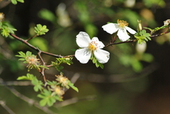 Rosa sericea