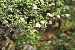 Rosa sericea