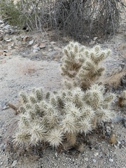 Cylindropuntia chuckwallensis