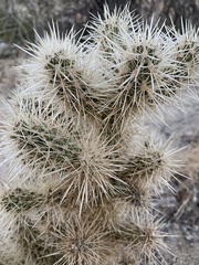 Cylindropuntia chuckwallensis