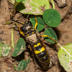 Cerceris atramontensis