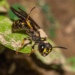 Cerceris atramontensis