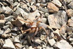 Lycosoides coarctata