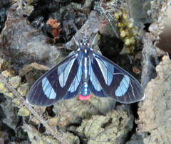 Metastatia azurea