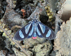 Metastatia azurea