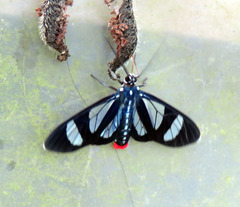 Metastatia azurea