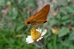 Hesperiidae