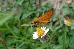 Hesperiidae