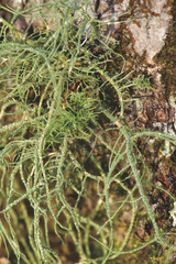 Usnea mutabilis