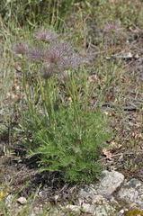 Pulsatilla rubra