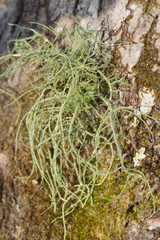 Usnea mutabilis
