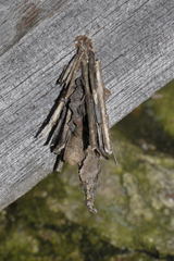 Canephora hirsuta