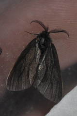 Canephora hirsuta