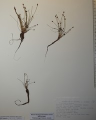 Eleocharis ovata
