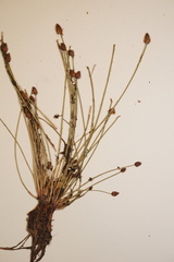 Eleocharis ovata