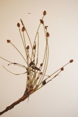 Eleocharis ovata