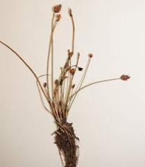 Eleocharis ovata