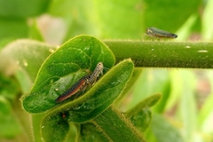Auchenorrhyncha
