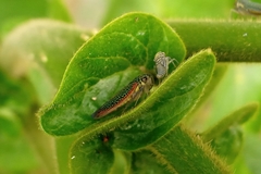 Auchenorrhyncha
