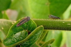 Auchenorrhyncha