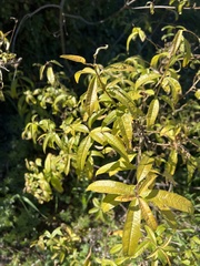 Aloysia citrodora