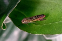 Auchenorrhyncha