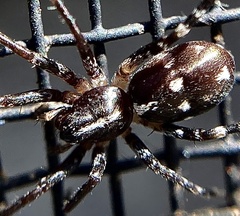 Nyssus