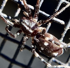 Nyssus