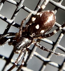 Nyssus