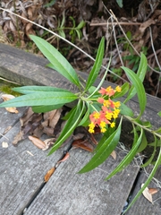 Asclepias curassavica image