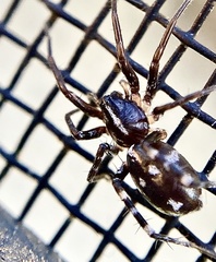 Nyssus