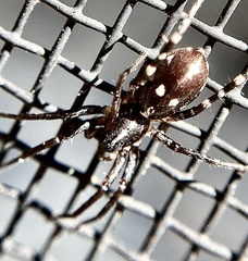 Nyssus