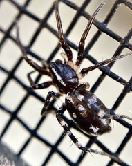 Nyssus