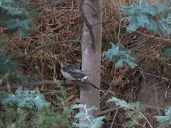 Anthochaera paradoxa paradoxa