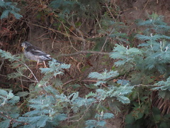 Anthochaera paradoxa paradoxa