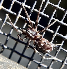 Nyssus