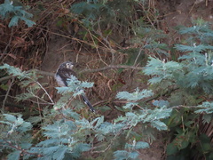 Anthochaera paradoxa paradoxa