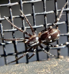Nyssus