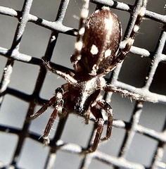 Nyssus