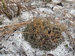Selaginella acanthonota