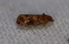 Lobesia xylistis