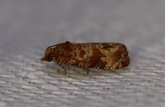 Lobesia xylistis