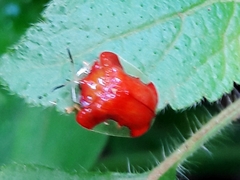 Charidotella rubicunda