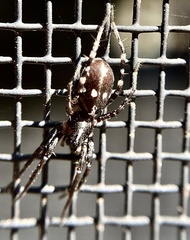 Nyssus