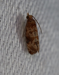 Lobesia xylistis