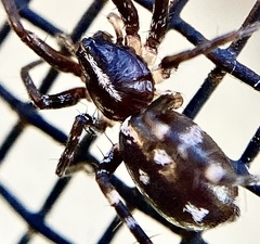 Nyssus