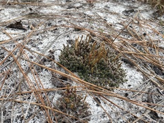 Selaginella acanthonota