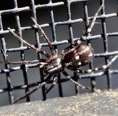 Nyssus