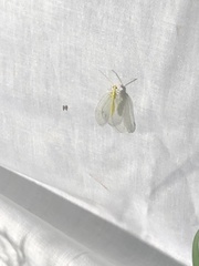 Nymphidae