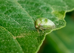 Auchenorrhyncha